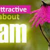 Colorful bird,10 Most attractive things about Islam