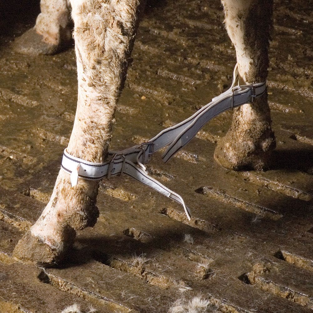 Podesivi vez za noge Kamer