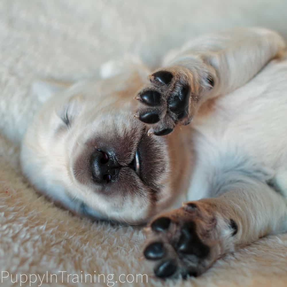 Baby english cream golden sales retriever