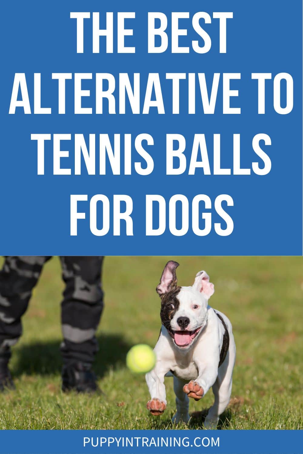 The Best Alternative To Tennis Balls For Dogs - white dog chasing tennis ball