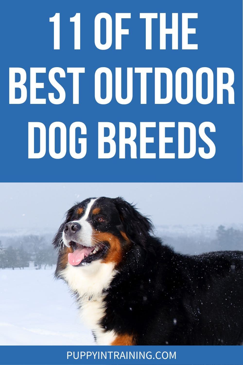 11 Of The Best Outdoor Dog Breeds - Bernese Mountain Dog walking through the snow.