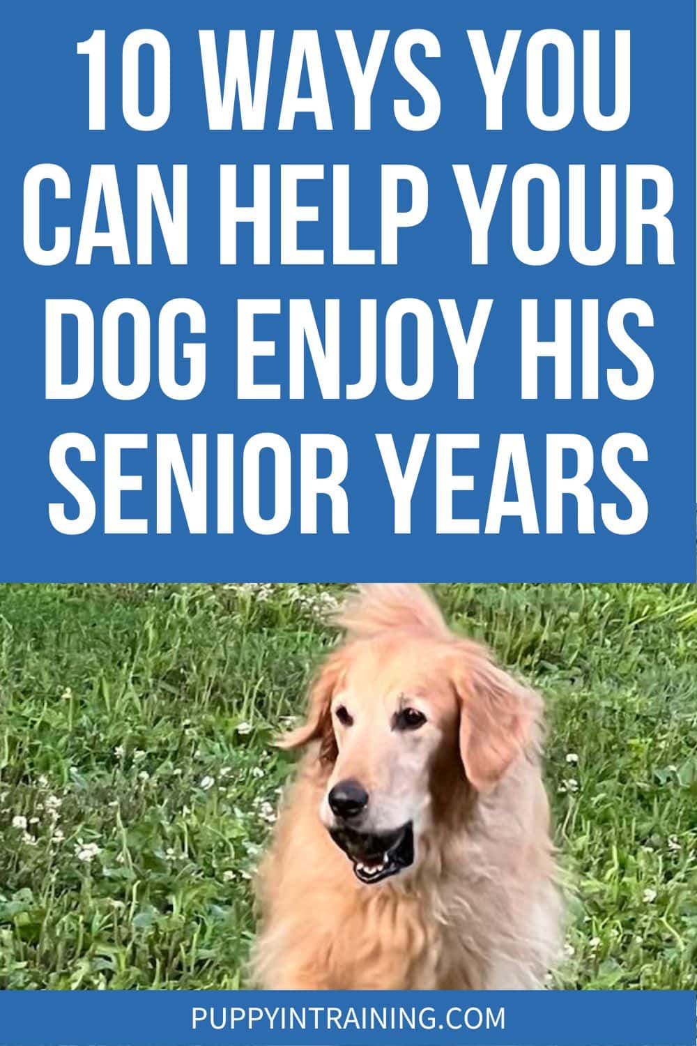 10 Ways You Can Help Your Dog Enjoy His Senior Years