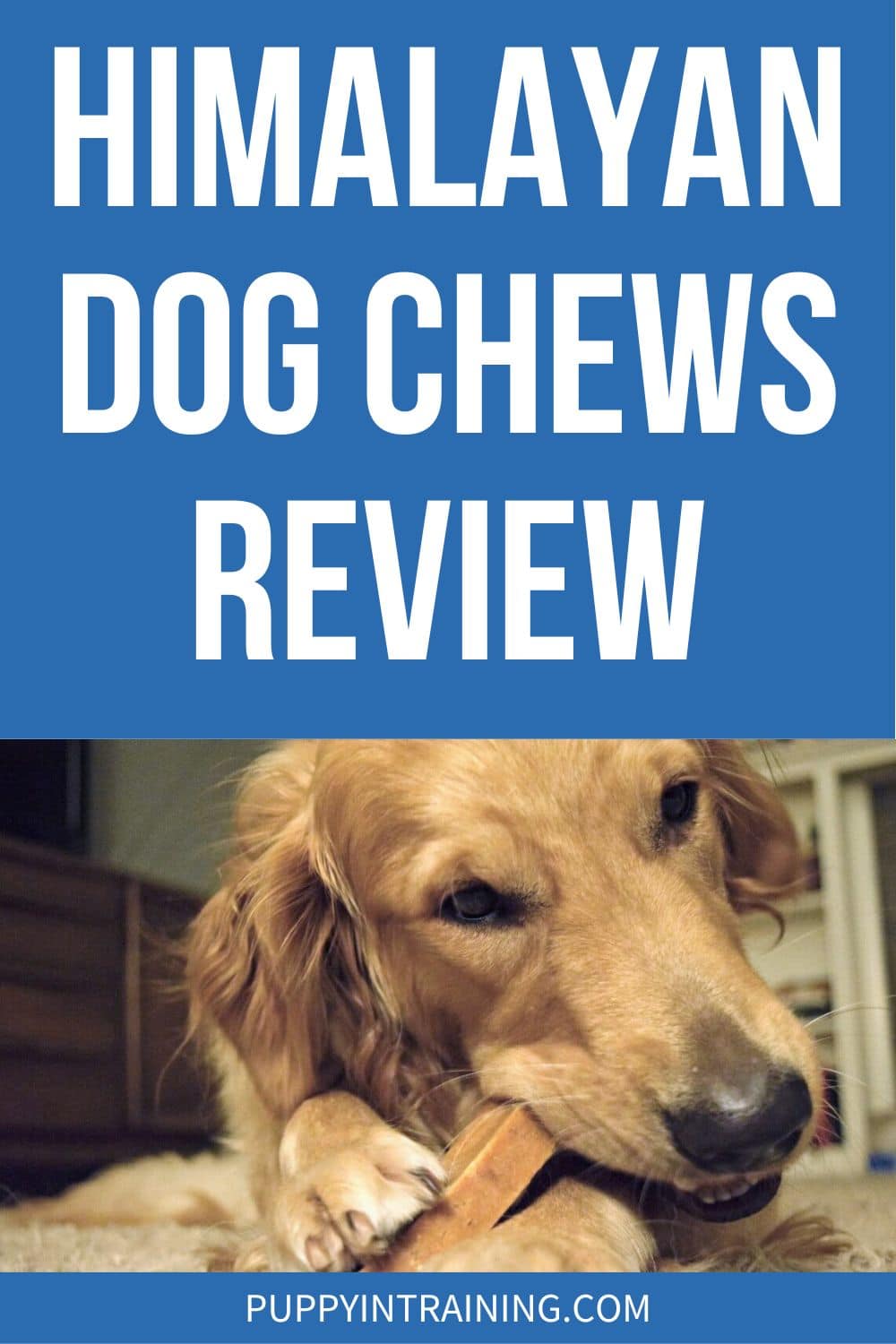 Himalayan Dog Chews Review - Golden chewing on yak chew