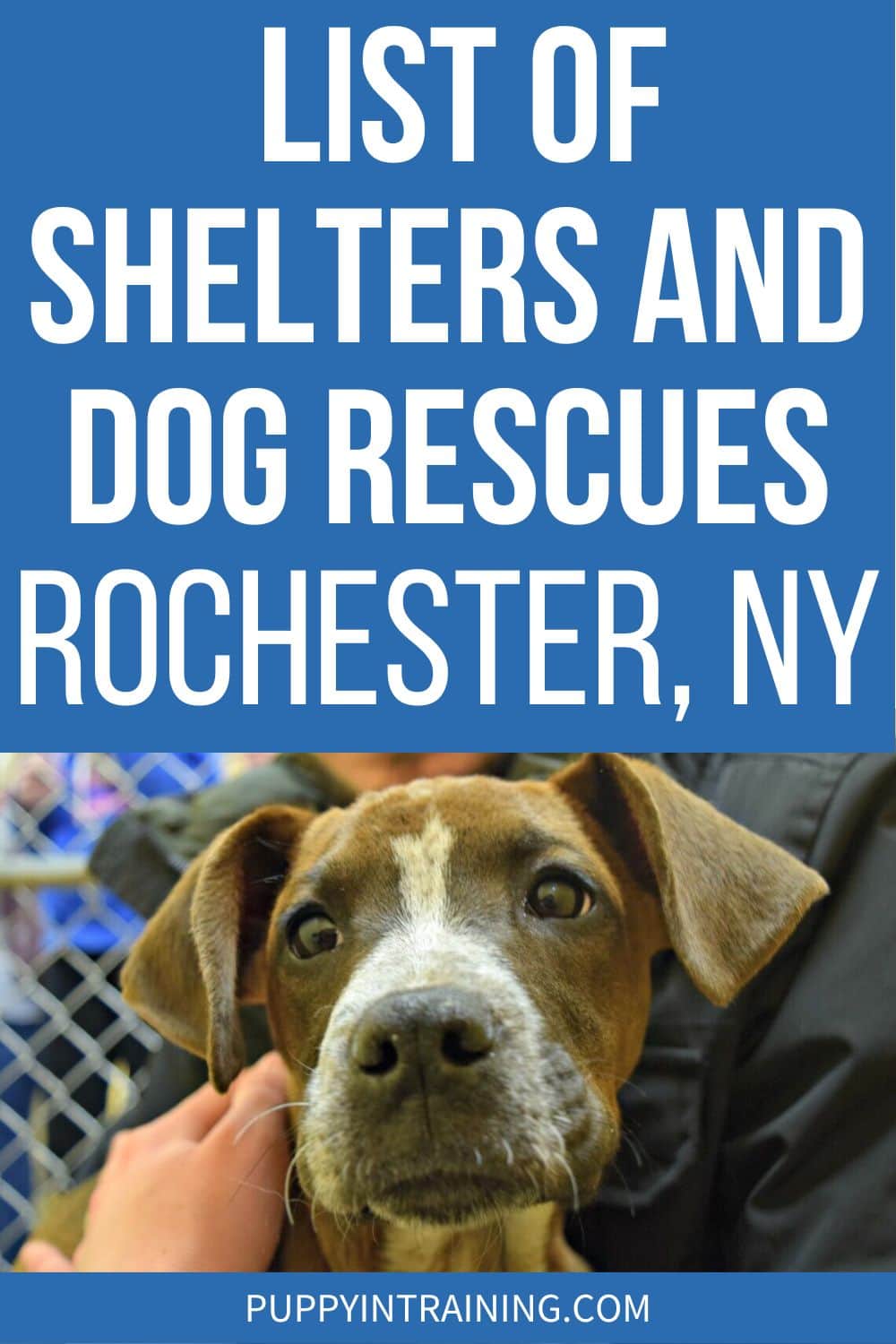 List of Shelters And Dog Rescues Rochester, NY - rescue dog being held looking over camera