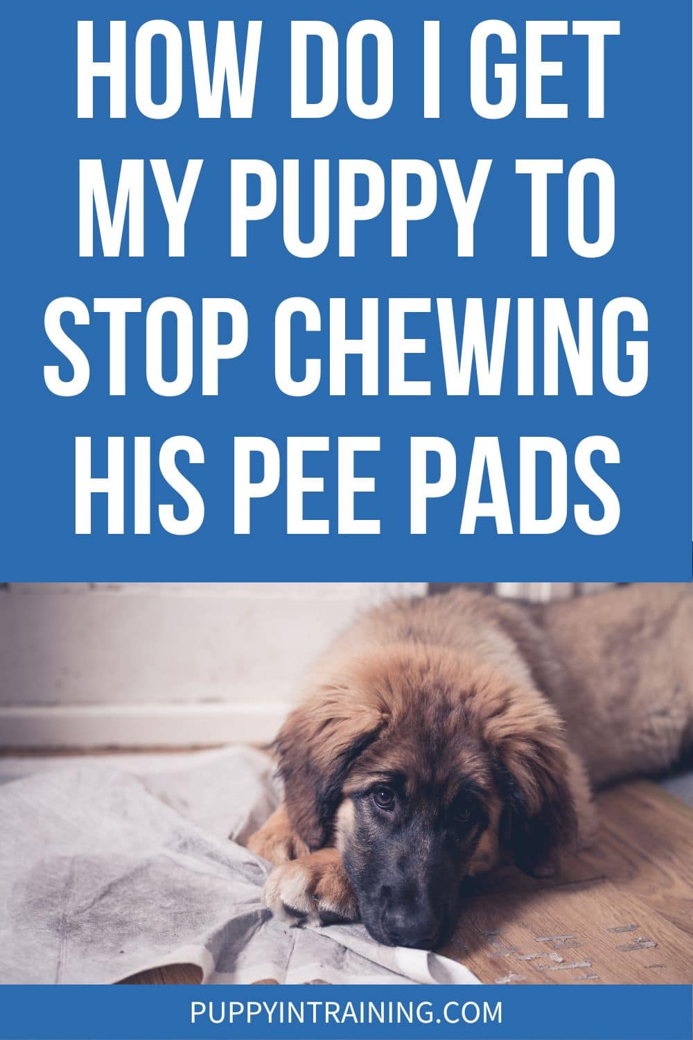 How Do I Get My Puppy To Stop Chewing His Pee Pads?