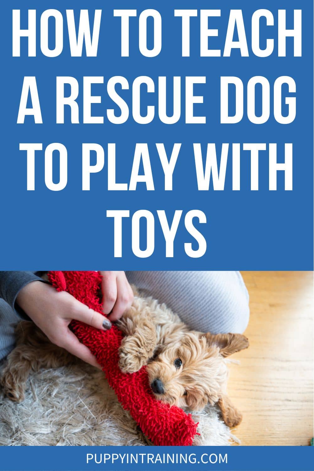 How To Teach A Rescue Dog To Play With Toys