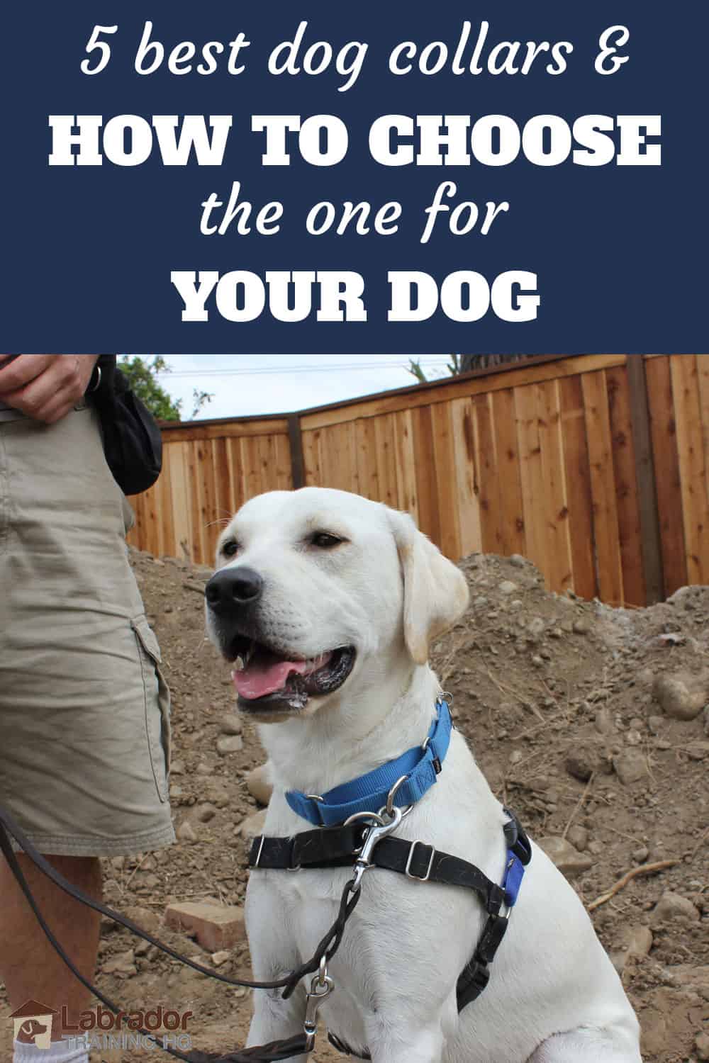 5 best dog collars and how to choose one for your dog. White Labrador Retriever sitting with his mouth open wearing martingale collar and harness