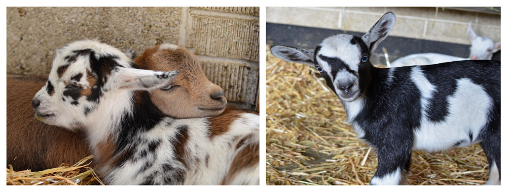 Few day old baby goats cudding at Broken Shovels Farm