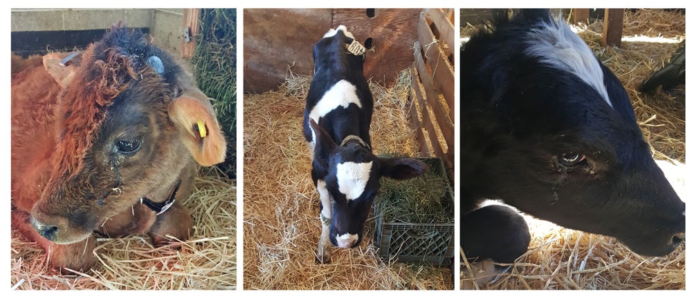 Cows at Broken Shovels Farm