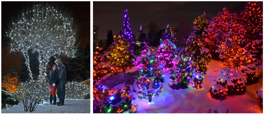 Light Trail at the Botanic Gardens Christmas