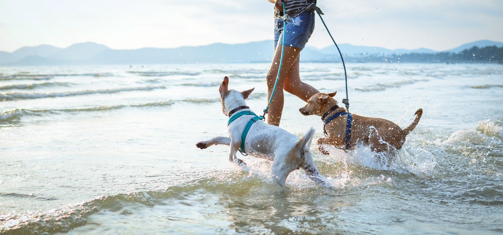 exercising with dogs in the ocean
