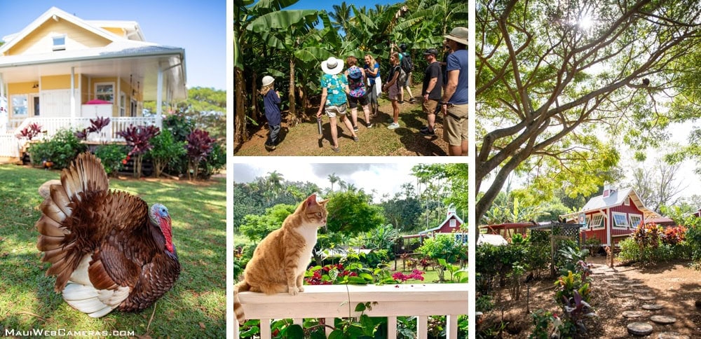 Maui farm tours