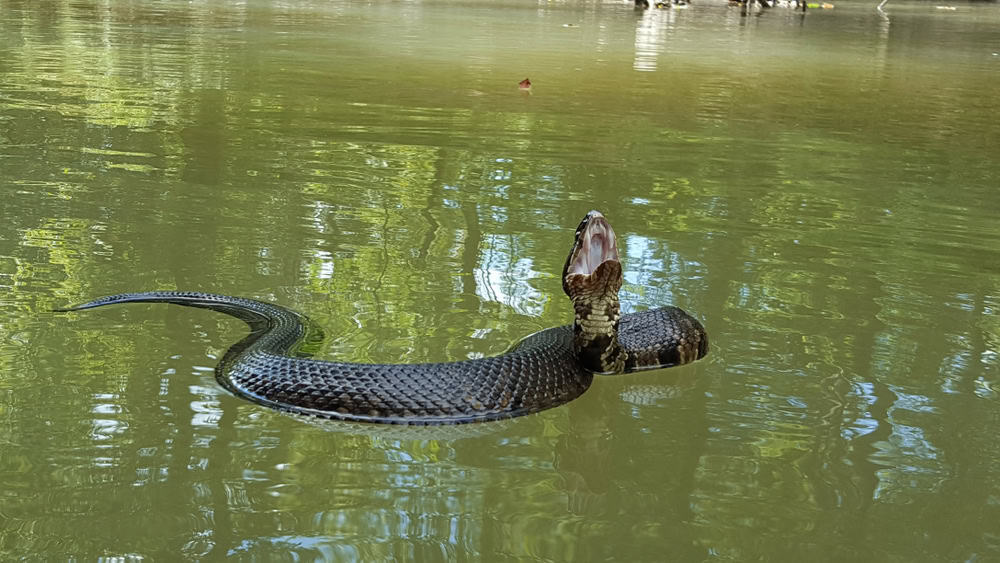 water moccasin in florida