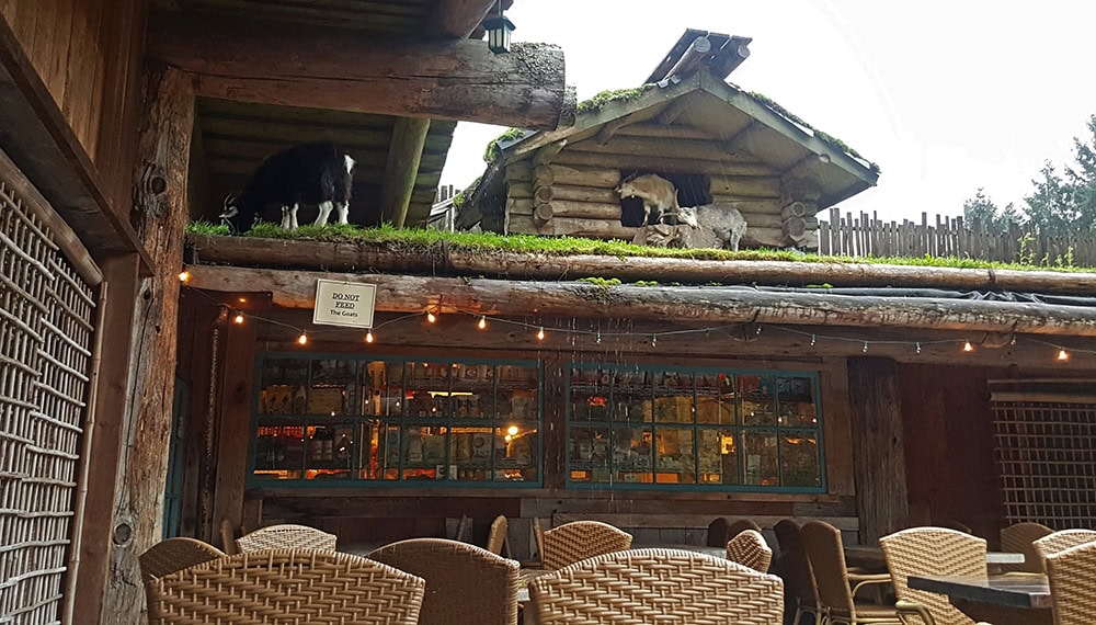 Goats on the roof eating grass at Coombs Market, with a seating area below