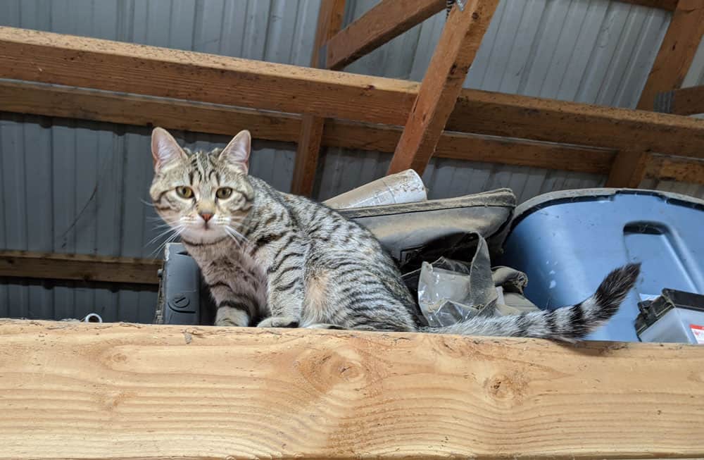A gray tabby looking down from the rafters of a horse barn.