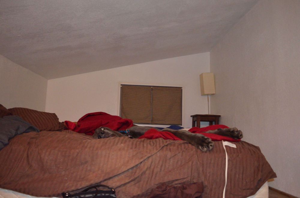Spot the Great Dane sinking into the messy bed…