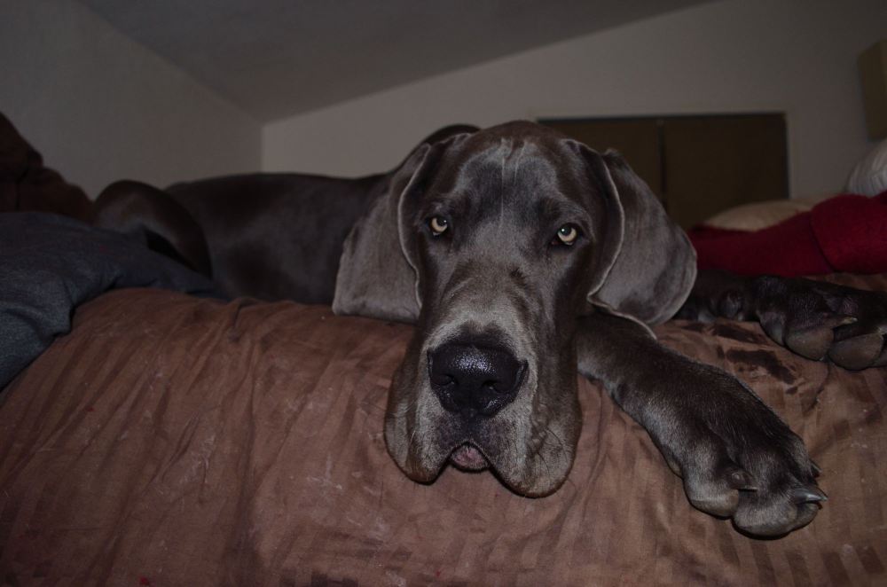 He is 7 months, I will get his weight tomorrow but hes about 32 inches at his shoulder, he’s got a little bit more to grow upward and then mostly just filling out.