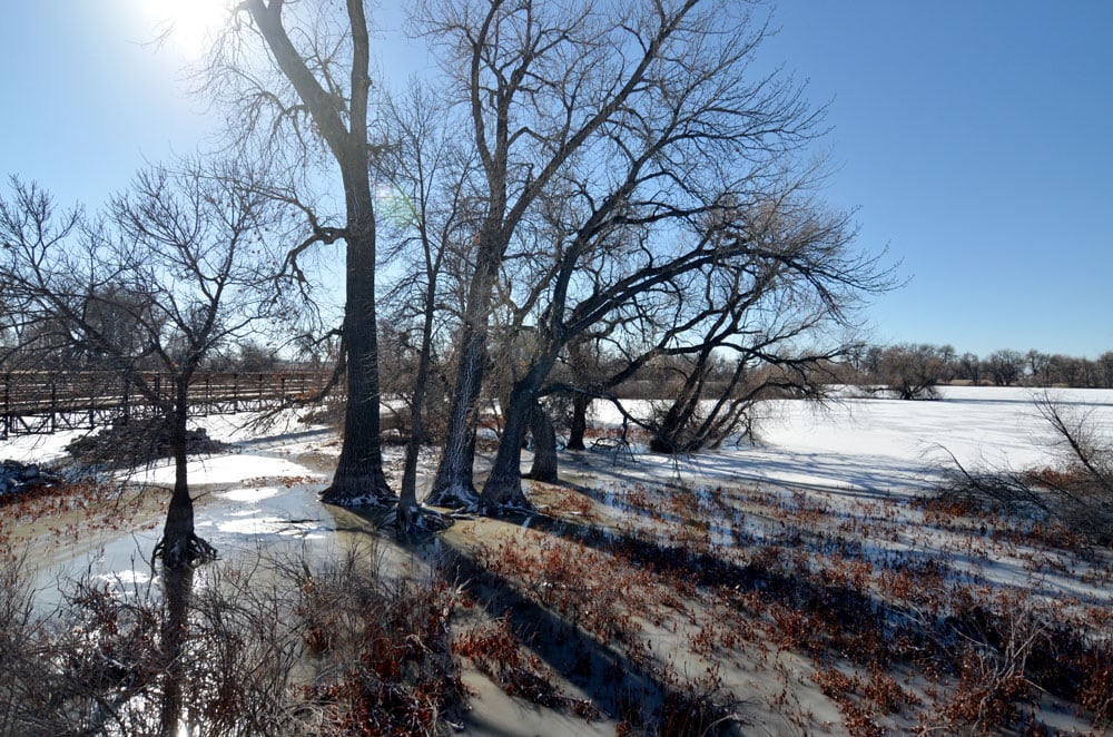 Sun shining through the dead trees at Barr Lake with snow on the ground