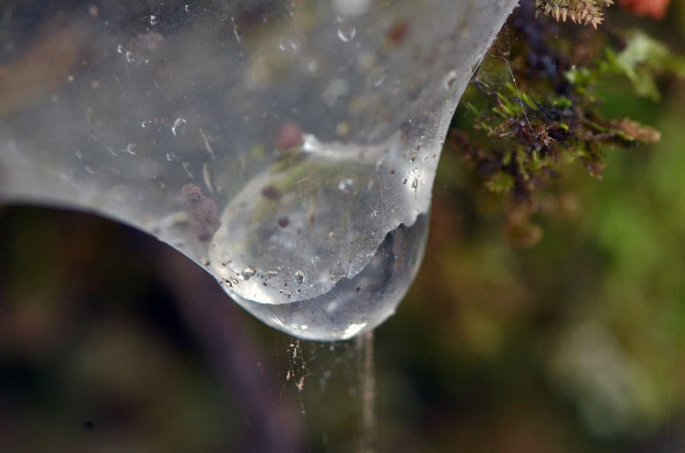 Water drop caught in a spiders web in Muir Woods