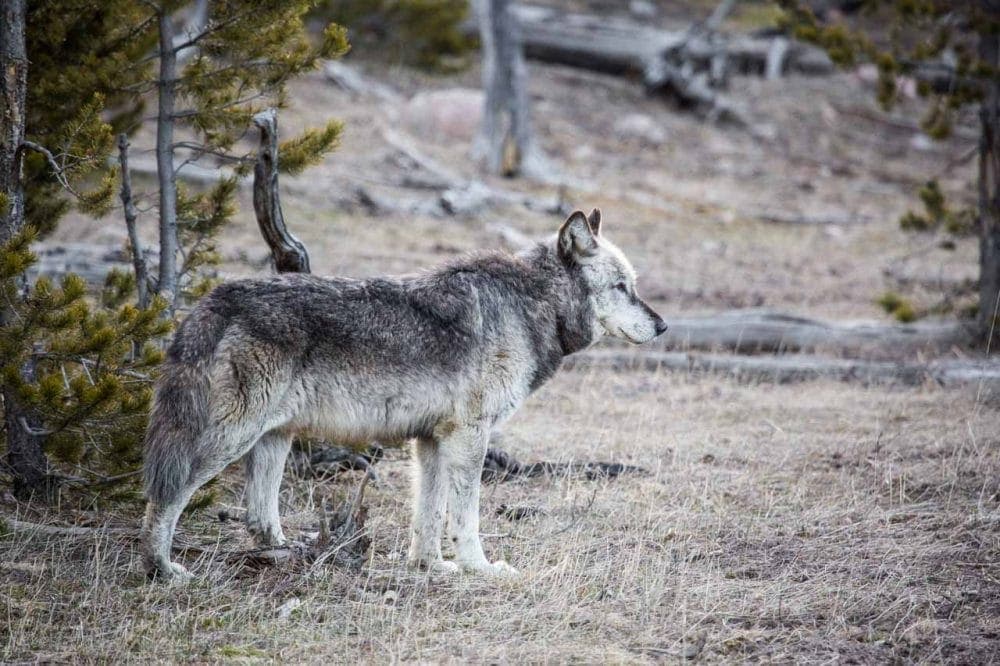 6 National Parks Where You Can See Wolves in America