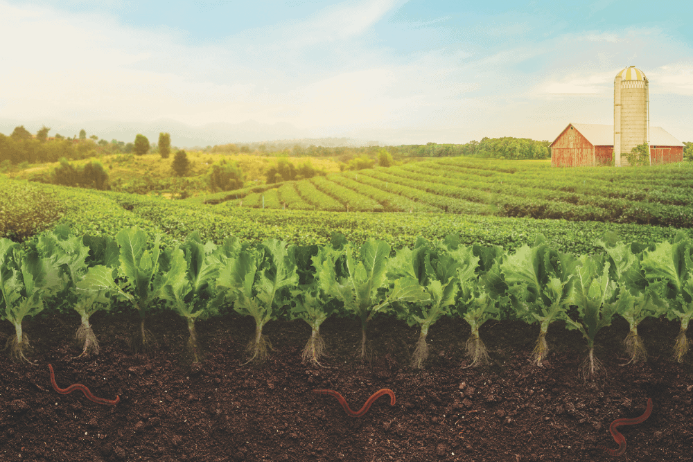 regenerative agriculture saving the earth