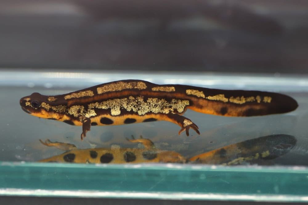 Cynops ensicauda popei male