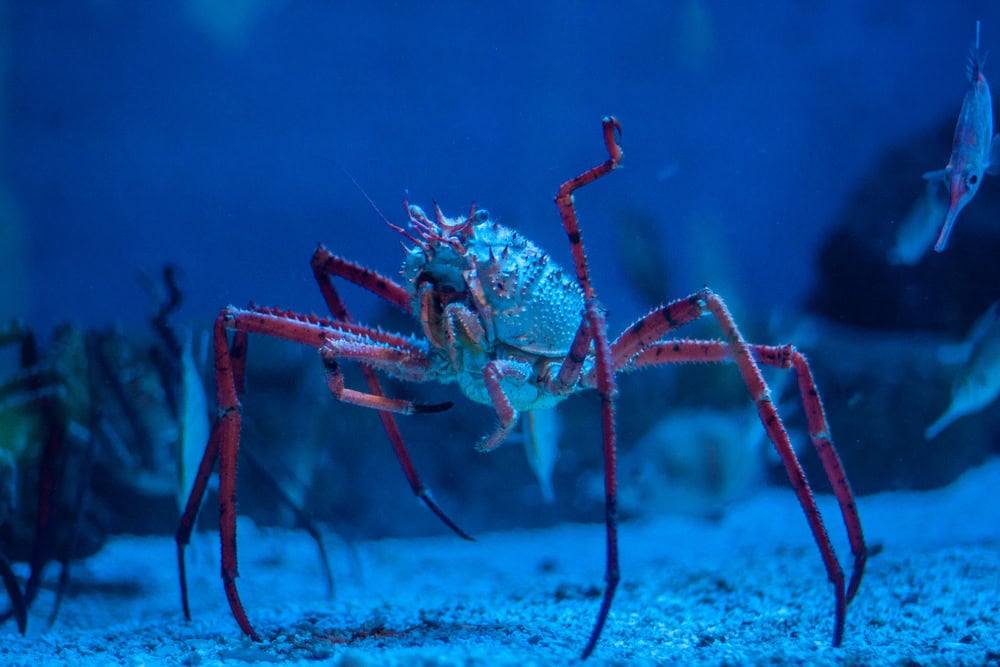 Best Crab in the World (The Tastiest Varieties) - AllWorld.com