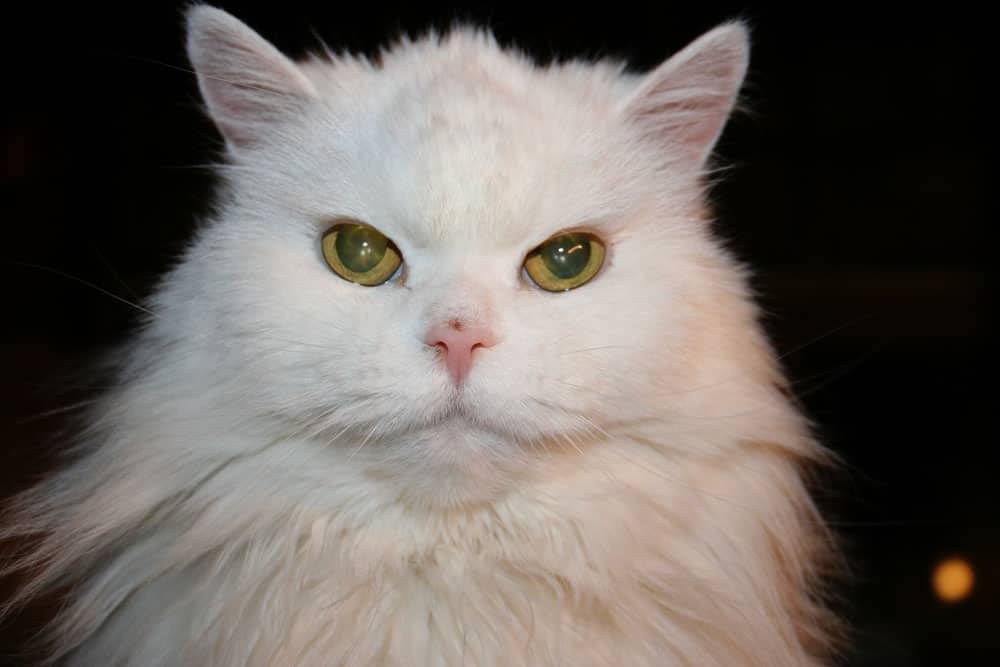 Long-haired white cat from the chest up staring straight at the camera.