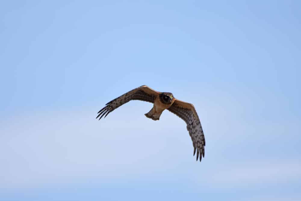 Hawk flying over Rocky Mountain Arsenal