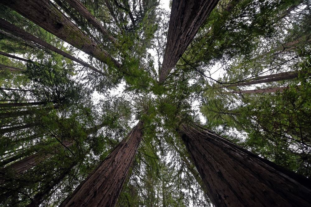 Looking up at the top of the giant red woods in Muir Woods