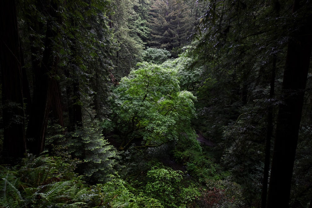 Trees growing in a valley in Muir Woods