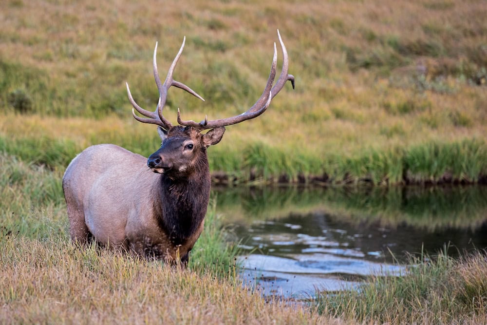 Elk grazing at a lake near Grand Lake