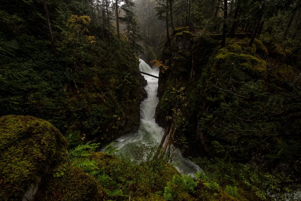 Little Qualicum Falls flowing through a very lush and green forest