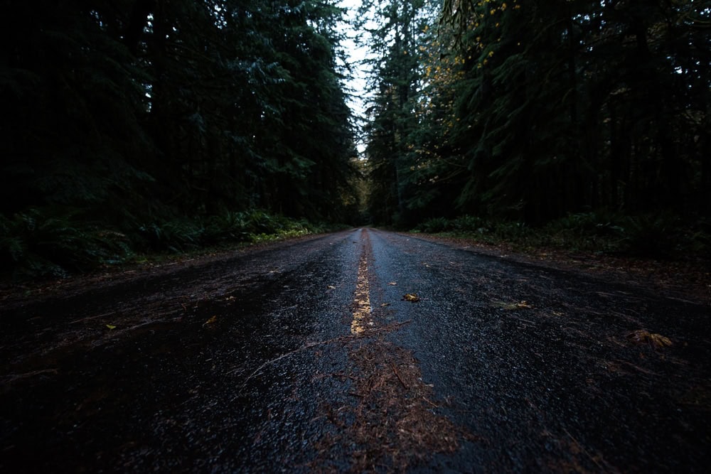 Wet Road in Olympic National Park, Washington