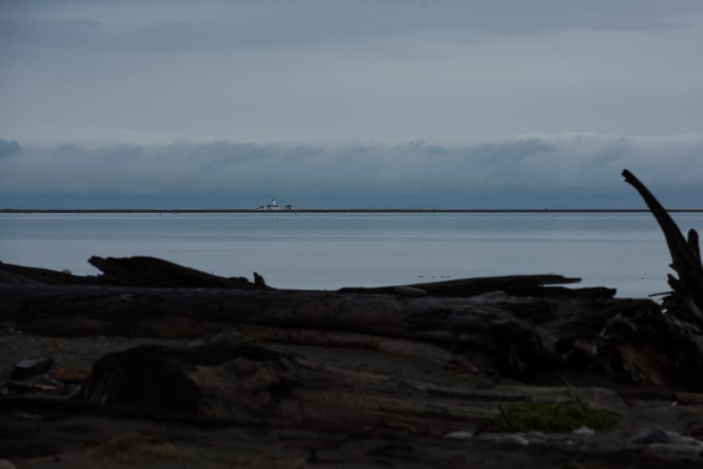 Dungeness Lighthouse in the distance from the short showing the logs on the beach