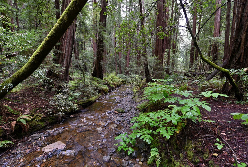 Muir Woods Stream