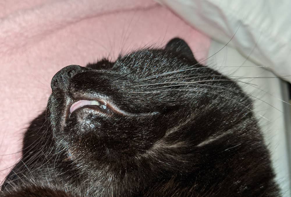 The head of a sleeping black cat with its tongue sticking out.