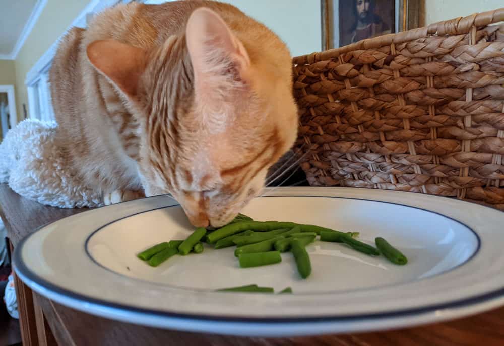 Orange tabby cat eating green beans from a white plate.