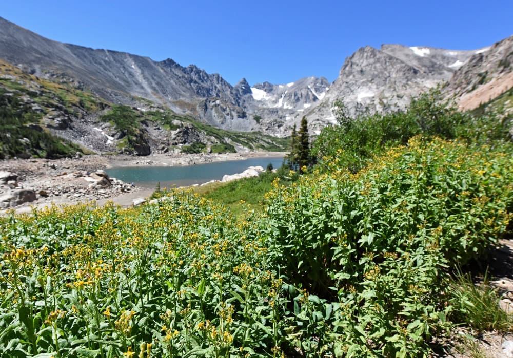 Flowers growing along the trail to Lake Isabelle