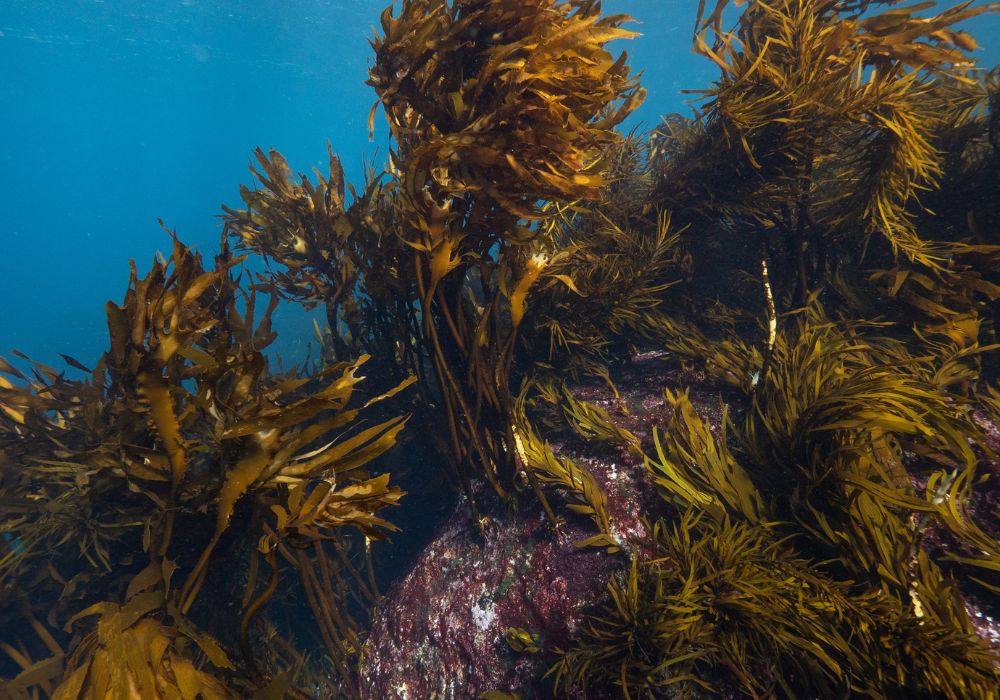 seaweed, ocean economy, kelp