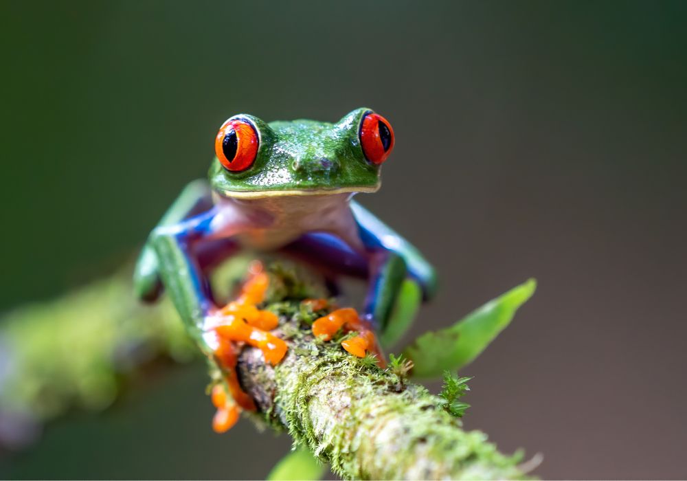 biodiversity, conservation, Indigenous, nature