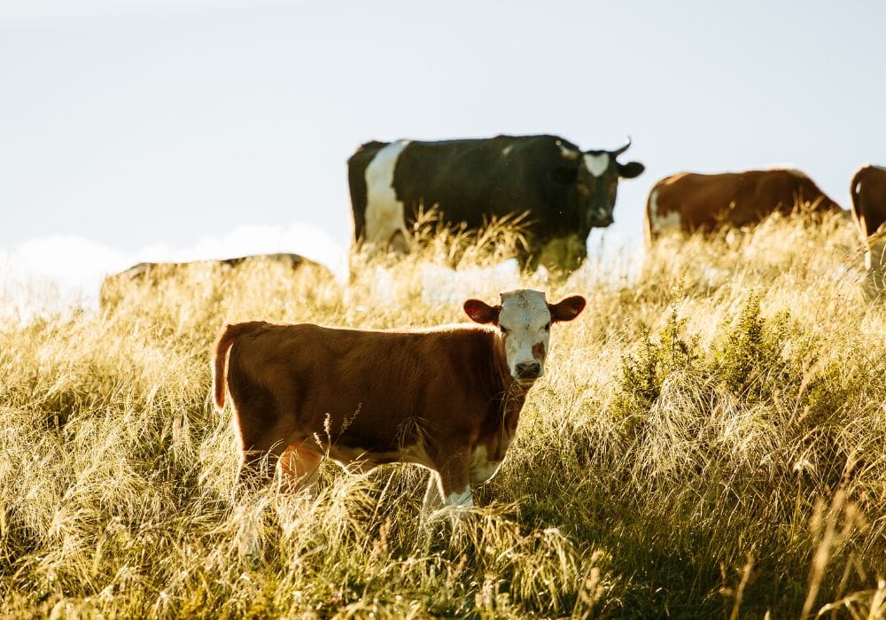 plant-based, beyond meat