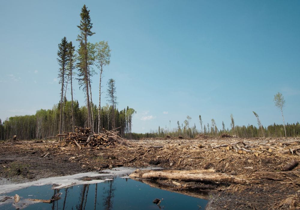 Clearcut logging - Canada's 2 Billion Trees program