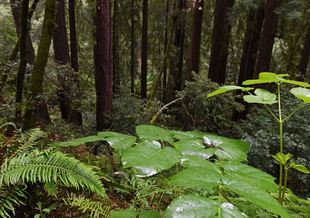 Water covered leaves in Muir Woods