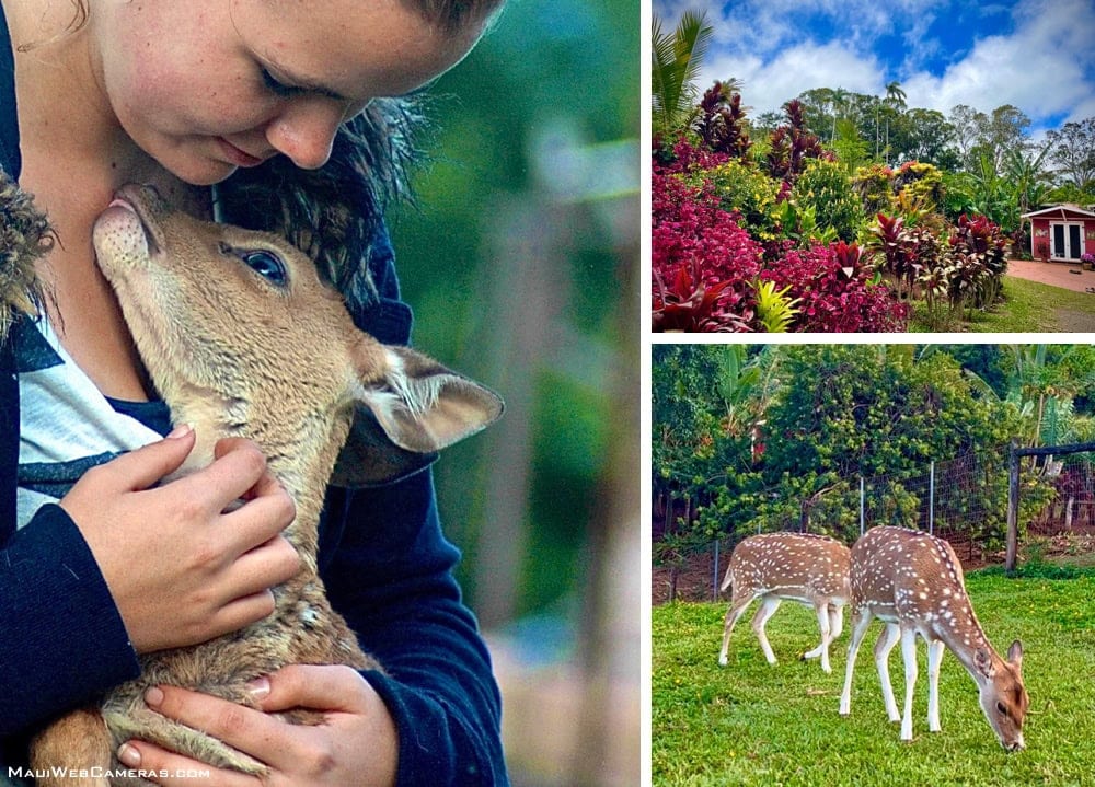 Maui deer farm