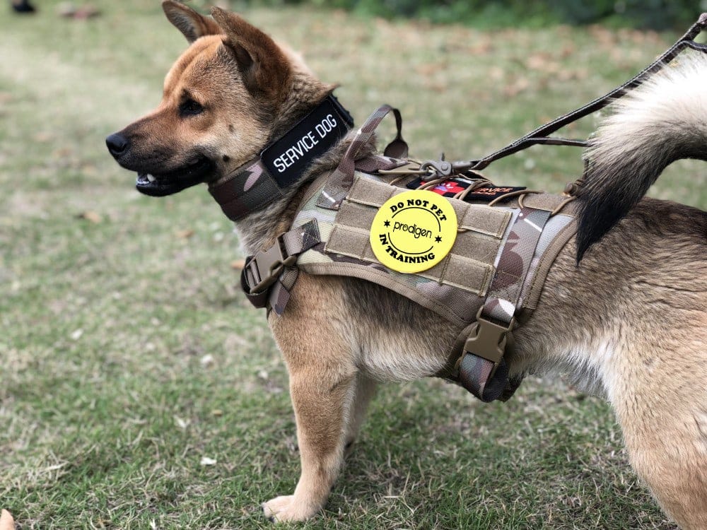 dog tactical harness