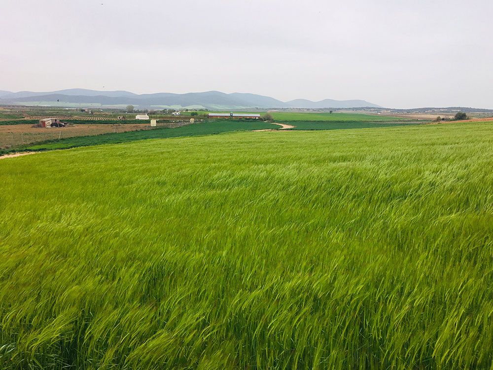 Curiosidades de Consuegra - Campo de cebada