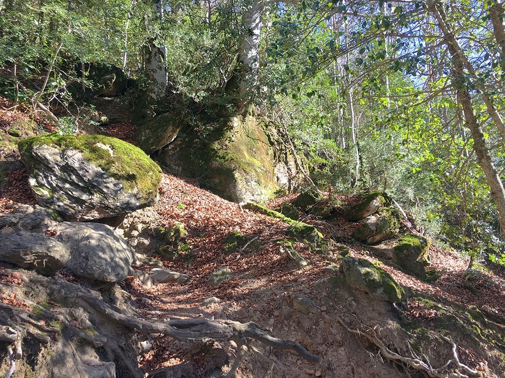 Subida a Los Llanos de La Larri - Senderismo La Pineta - Hayedo