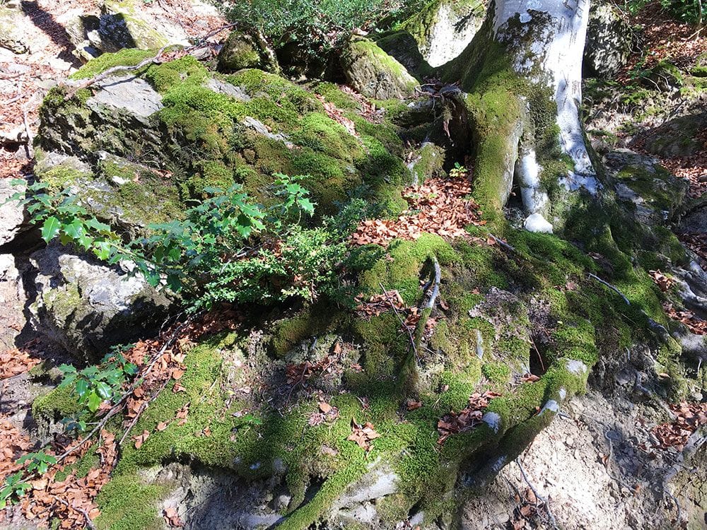 Subida a Los Llanos de La Larri - Senderismo La Pineta - Musgo