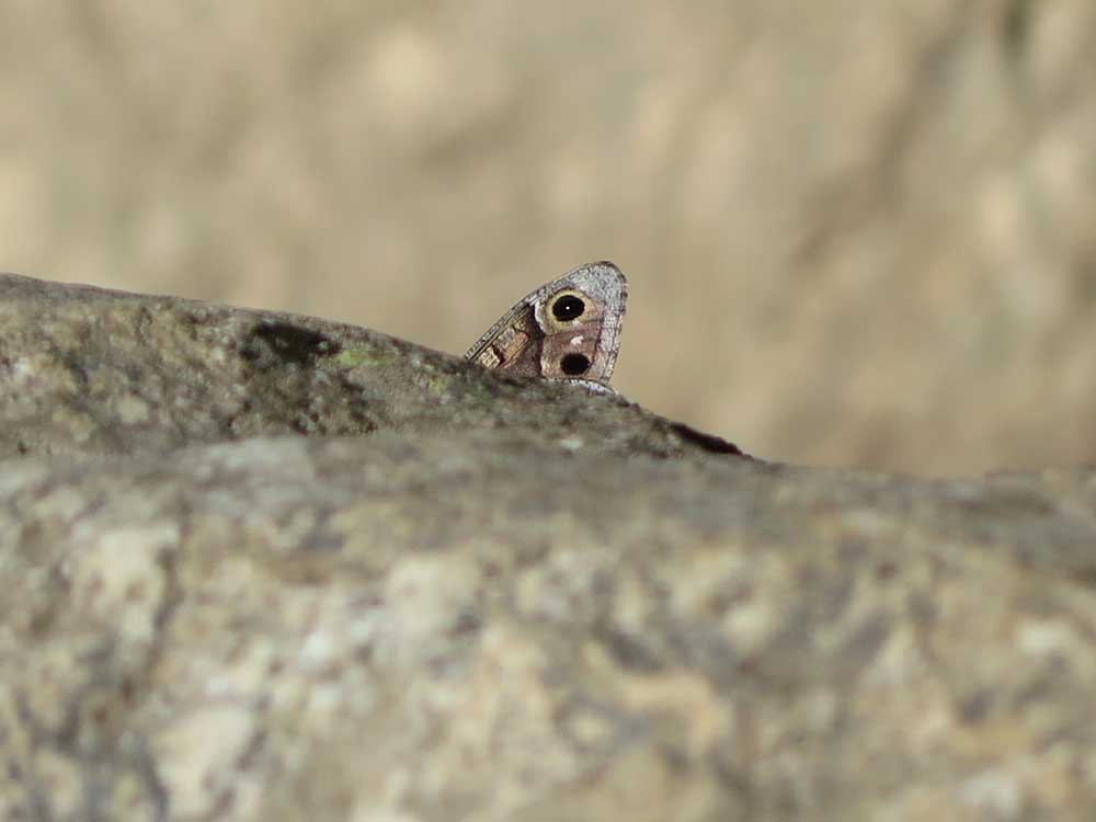 Mariposa